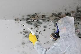 Best Mold Removal for HVAC Installations  in Holyoke, MA